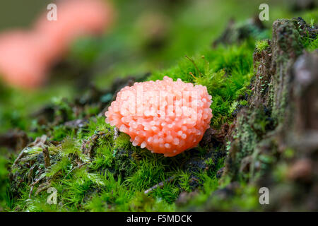 Rote Himbeere Slime Mold (Tubifera Ferruginosa) Naturschutzgebiet Mönchbruch, Rüsselsheim, Hessen, Deutschland Stockfoto