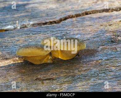 Späten Auster (Panellus Federnelke), Fruchtbildung Körper auf faulenden europäischer oder gemeinsame Hainbuche (Carpinus Betulus) Stamm Stockfoto