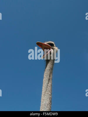 Gemeinsamen Strauß (Struthio Camelus) auf Straußenfarm, Kopf, offenen Schnabel, blauer Himmel, in Gefangenschaft, Rosenheim, Bayern, Oberbayern Stockfoto