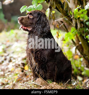 Springer x Cocker Spaniel Sprocker Stockfoto