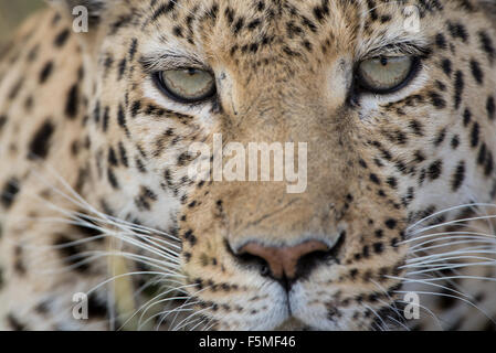 Portrait einer weiblichen Leopard (panthera pardus) im Moremi National Park (khwai), Botswana Stockfoto