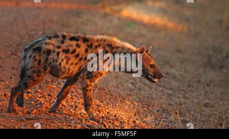 Gefleckte Hyäne im Morgenlicht, South Luangwa, Sambia Stockfoto