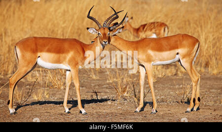 Männliche Impalas, Sambia, South Luangwa Nationalpark, Aepyceros melampus Stockfoto