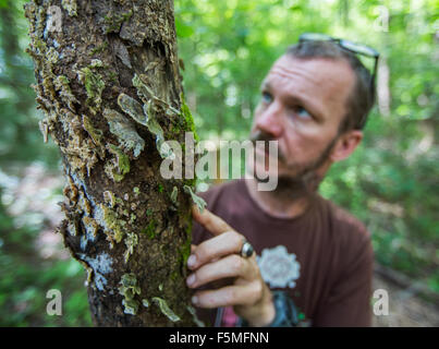 Pilze wachsen auf einem Baum in South Carolina. Stockfoto