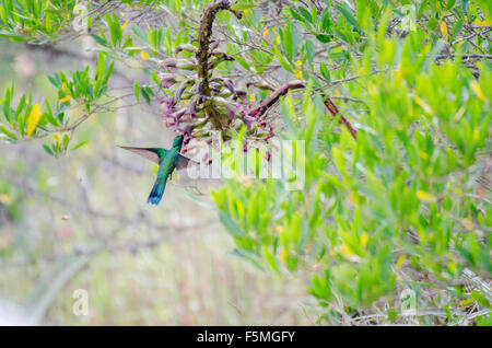 Ein funkelnder Violetear Kolibri (Colibri Coruscans) nippt an Nektar aus einer nicht identifizierten Kaktusblüte in Parque Jerusalem, Pichin Stockfoto