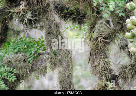 Schwarzschwanz-Zugträger (Lesbia victoriae) in natürlichem Lebensraum, Parque Jerusalem, Pichincha, Ecuador Stockfoto