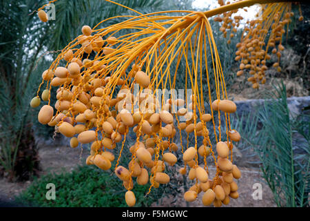 Frische reife gelb Termine wachsen in Büscheln auf eine Nahaufnahme eines Datums Baum im September in Bellapais, Kyrenia, Nordzypern KATHY DEWITT Stockfoto