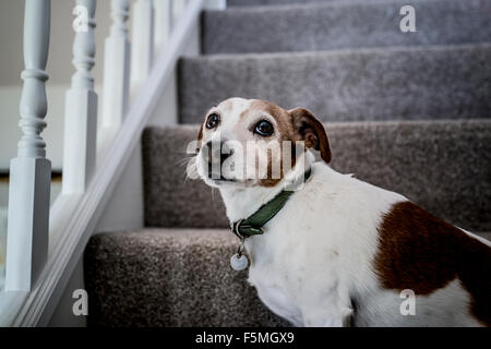 Jack Russell Terrier Hund sitzt am unteren Ende der Treppe Stockfoto