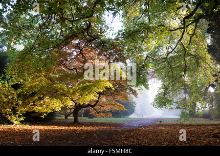 Acer Bäume im Herbst im Westonbirt Arboretum, Gloucestershire, England Stockfoto