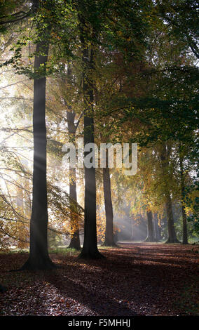 Fagus Sylvatica. Buche, Sonnenstrahlen und Herbst Nebel im Westonbirt Arboretum, Gloucestershire, England Stockfoto