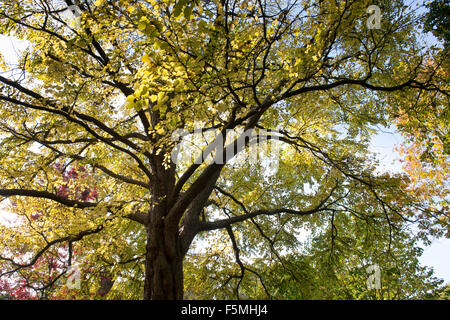 Cercidiphyllum Japonicum, Katsura-Baum im Herbst bei RHS Wisley Gardens, Surrey, England Stockfoto