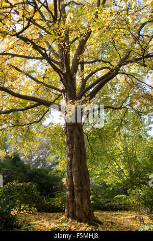 Cercidiphyllum Japonicum, Katsura-Baum im Herbst bei RHS Wisley Gardens, Surrey, England Stockfoto