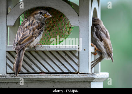 Haussperlinge (Passer Domesticus) auf Garten Vogelhäuschen Verzehr von Fett ball Stockfoto