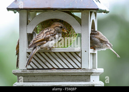 Haussperlinge (Passer Domesticus) auf Garten Vogelhäuschen Verzehr von Fett ball Stockfoto