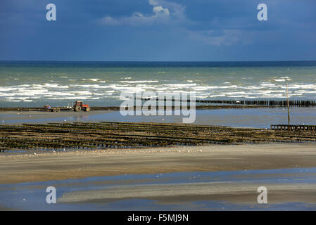 Austern in Taschen bei Austernfarm angebaut / oyster Park ausgesetzt am Strand bei Ebbe, Saint-Martin-de-Varreville, Normandie Stockfoto