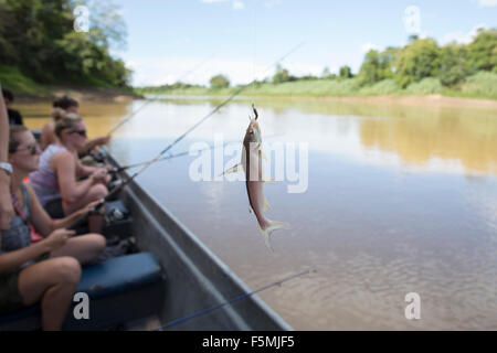 Touristen, die Angeln auf dem Kinabatangan Fluss auf Borneo Stockfoto