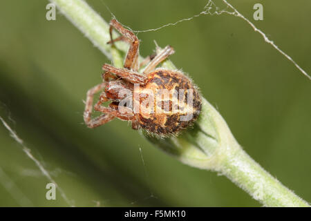 Makro für eine SP. Agalenatea Redii Spinne Hinterhalte auf einer Anlage Ast. Stockfoto