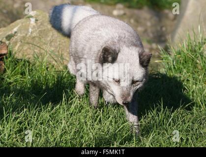 Jagd-Arktis oder Polarfuchs (Alopex Lagopus, Vulpes Lagopus) zu Fuß in Richtung der Kameras Stockfoto