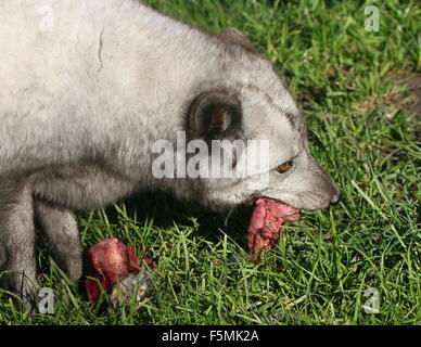 Männliche Arktis oder Polarfuchs (Alopex Lagopus, Vulpes Lagopus) Fütterung auf die Eingeweide eines Kaninchens Stockfoto