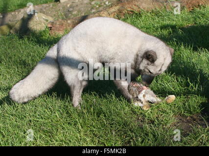 Männliche Arktis oder Polarfuchs (Alopex Lagopus, Vulpes Lagopus) Fütterung auf ein Kaninchen Stockfoto