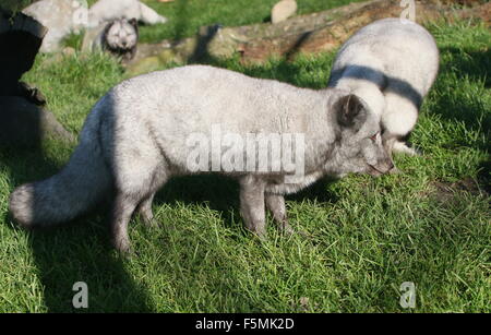 Gruppe der Arktis oder Polar Foxes(Alopex Lagopus, Vulpes Lagopus) im Sommer Stockfoto