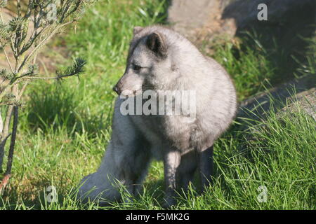 Arktis oder Polarfuchs (Alopex Lagopus, Vulpes Lagopus) im Sommer, im Profil gesehen Stockfoto