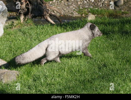 Male Arctic or Polar Fox (Alopex Lagopus, Vulpes Lagopus) running past Stockfoto