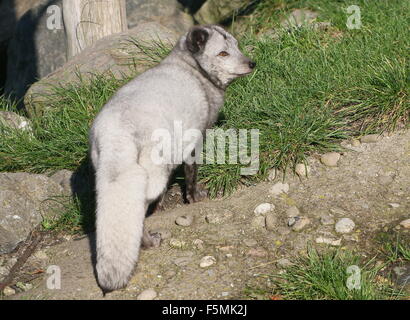 Male Arctic or Polar Fox (Alopex Lagopus, Vulpes Lagopus) looking over his shoulder Stockfoto