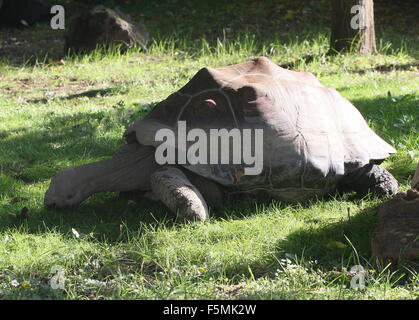 Beweidung Galapagos Riesenschildkröte (Chelonoidis Nigra) im Profil gesehen Stockfoto