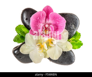 Orchidee Blume mit Wassertropfen und schwarzen Steinen isoliert auf weißem Hintergrund. Frische Blüten Stockfoto