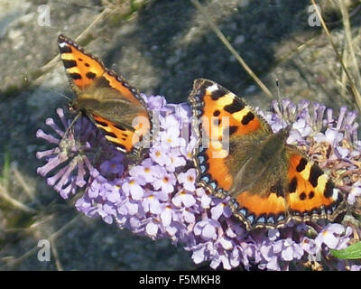 Zwei kleine Fuchs Schmetterlinge, Nymphalis urticae, Fütterung, auf sommerflieder Buddleja davidii, im Sommer Sonnenschein. Stockfoto