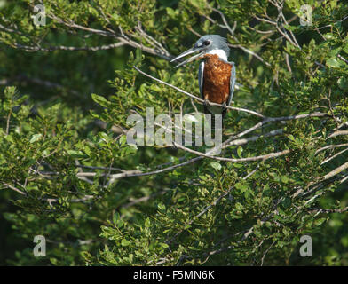 Beringt, Kingfisher (Ceryle Manlius), Araras Ecolodge, Mato Grosso, Brasilien Stockfoto