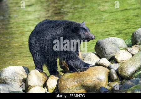 Schwarzer Bär (Ursus Americanus) zu Fuß am Fluss, Thornton Fish Hatchery, Ucluelet, Britisch-Kolumbien, Kanada Stockfoto