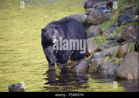 Schwarzer Bär (Ursus Americanus) zu Fuß am Fluss, Thornton Fish Hatchery, Ucluelet, Britisch-Kolumbien, Kanada Stockfoto