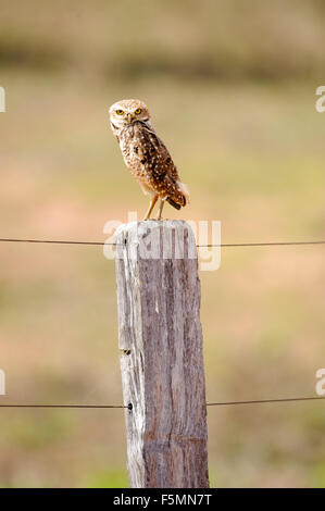 Kanincheneule (Athene Cunicularia), gehockt Zaunpfahl, Mato Grosso, Brasilien Stockfoto