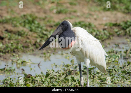 Jabiru-Storch (Jabiru Mycteria), Arraras Lodge, Pantanal Mato Grosso, Brasilien Stockfoto