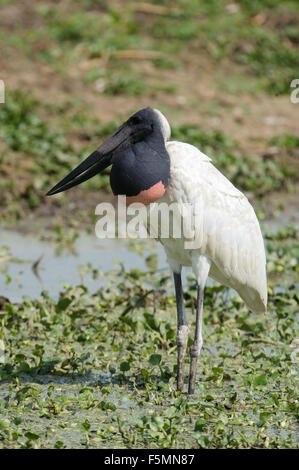 Jabiru-Storch (Jabiru Mycteria), Arraras Lodge, Pantanal Mato Grosso, Brasilien Stockfoto