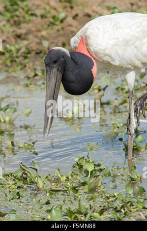 Jabiru-Storch (Jabiru Mycteria), Arraras Lodge, Pantanal Mato Grosso, Brasilien Stockfoto