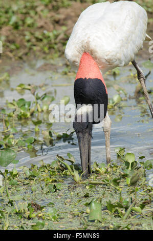 Jabiru-Storch (Jabiru Mycteria), Arraras Lodge, Pantanal Mato Grosso, Brasilien Stockfoto