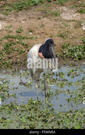 Jabiru-Storch (Jabiru Mycteria), Arraras Lodge, Pantanal Mato Grosso, Brasilien Stockfoto