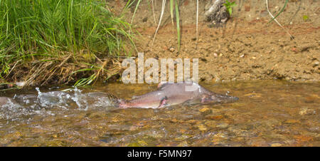 männliche Buckelwale Lachs (Oncorhunchus Gorbusha) in der unteren Wasserlauf Stockfoto