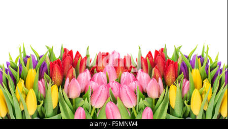 Tulpen auf weißem Hintergrund. Frischen Frühlingsblumen mit Wassertropfen Stockfoto