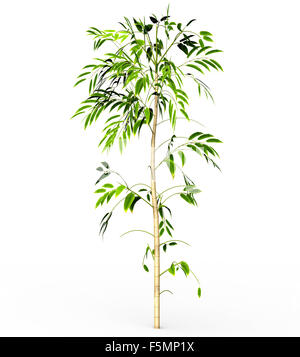 Bambus Baum isoliert auf weißem Hintergrund Stockfoto