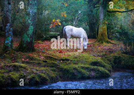 New Forest, Brockenhurst, Hampshire, England, Vereinigtes Königreich Stockfoto