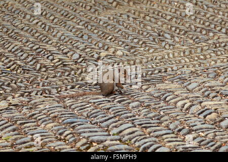 Östliche graue Eichhörnchen (Grey Squirrel) sitzen auf Kopfsteinpflaster Stockfoto