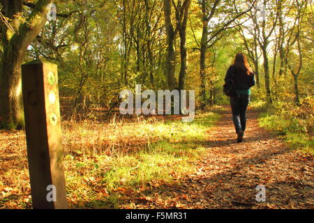 Eine Frau geht über einen Pfad durch den Wald in Stanmore Country Park, in der Nähe von Wood Lane, Stanmore, London, England UK GB - Oktober Stockfoto