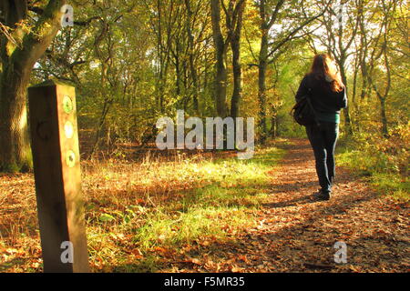 Eine Frau geht über einen Pfad durch den Wald in Stanmore Country Park, in der Nähe von Wood Lane, Stanmore, London, England UK GB - Oktober Stockfoto