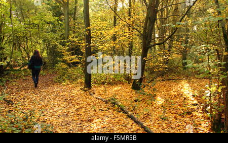 Eine Frau geht über einen Pfad durch den Wald in Stanmore Country Park, in der Nähe von Wood Lane, Stanmore, London, England UK GB - Oktober Stockfoto