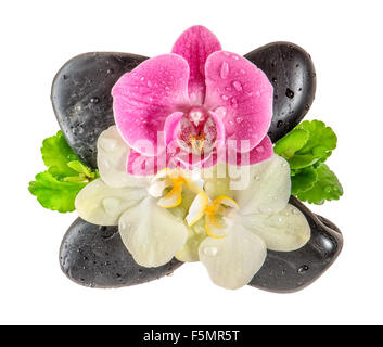 Frische Orchidee Blume mit Wassertropfen und schwarzen Steinen isoliert auf weißem Hintergrund. Spa-Konzept Stockfoto