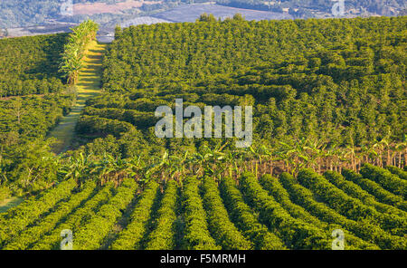 ALAJUELA, COSTA RICA - Kaffeeplantage an fruchtbaren hängen des Vulkan Poas in den zentralen Hochländern. Stockfoto